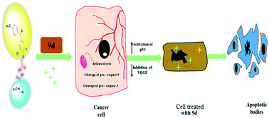 Graphical abstract: The critical role of novel benzophenone analogs on tumor growth inhibition targeting angiogenesis and apoptosis