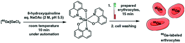 Graphical abstract: Automated synthesis of [68Ga]oxine, improved preparation of 68Ga-labeled erythrocytes for blood-pool imaging, and preclinical evaluation in rodents
