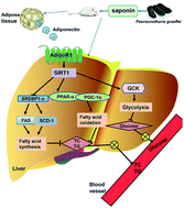 Graphical abstract: Saponin from sea cucumber exhibited more significant effects than ginsenoside on ameliorating high fat diet-induced obesity in C57BL/6 mice