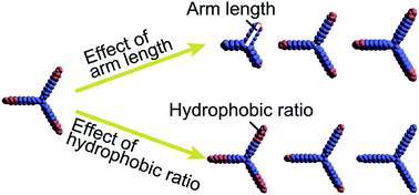 Graphical abstract: Self-assembled morphology of tripod nanoparticle solutions: the effect of arm length and hydrophobic ratio