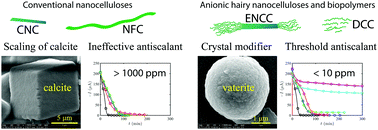 Graphical abstract: Nanoengineering colloidal and polymeric celluloses for threshold scale inhibition: towards universal biomass-based crystal modification