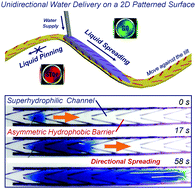 Graphical abstract: Unidirectional water delivery on a superhydrophilic surface with two-dimensional asymmetrical wettability barriers