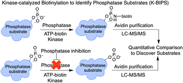 Graphical abstract: Identification of PP1–Gadd34 substrates involved in the unfolded protein response using K-BIPS, a method for phosphatase substrate identification