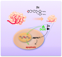 Graphical abstract: Selenadiazole derivatives antagonize hyperglycemia-induced drug resistance in breast cancer cells by activation of AMPK pathways