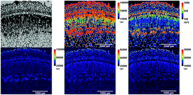 Graphical abstract: Elemental bioimaging by means of LA-ICP-OES: investigation of the calcium, sodium and potassium distribution in tobacco plant stems and leaf petioles