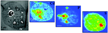 Graphical abstract: Pools of cadmium in Chlamydomonas reinhardtii revealed by chemical imaging and XAS spectroscopy