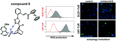 Graphical abstract: Ferrocene–cinchona hybrids with triazolyl-chalcone linkers act as pro-oxidants and sensitize human cancer cell lines to paclitaxel