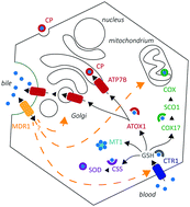 Graphical abstract: Downregulation of hepatic multi-drug resistance protein 1 (MDR1) after copper exposure