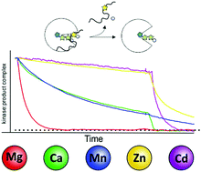 Graphical abstract: Divalent metal ions control activity and inhibition of protein kinases