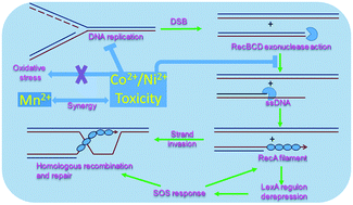 Graphical abstract: Cobalt and nickel impair DNA metabolism by the oxidative stress independent pathway