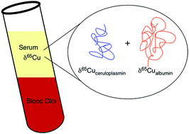 Graphical abstract: Computational modelling of the redistribution of copper isotopes by proteins in the liver