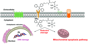 Graphical abstract: A study on platinum(iv) species containing an estrogen receptor modulator to reverse tamoxifen resistance of breast cancer