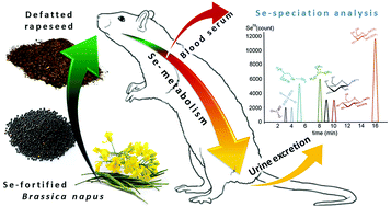 Graphical abstract: Metabolic transformation and urinary excretion of selenium (Se) in rats fed a Se-enriched defatted rapeseed (Brassica napus, L.) diet