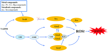 Graphical abstract: Modulation of thiol-dependent redox system by metal ions via thioredoxin and glutaredoxin systems