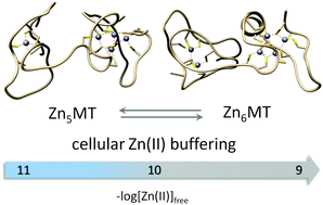 Graphical abstract: Crosstalk of the structural and zinc buffering properties of mammalian metallothionein-2