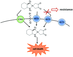 Graphical abstract: Relevance of copper transporter 1 and organic cation transporters 1–3 for oxaliplatin uptake and drug resistance in colorectal cancer cells