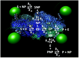 Graphical abstract: Kinetic enhancement in high-activity enzyme complexes attached to nanoparticles