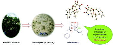 Graphical abstract: Talaramide A, an unusual alkaloid from the mangrove endophytic fungus Talaromyces sp. (HZ-YX1) as an inhibitor of mycobacterial PknG