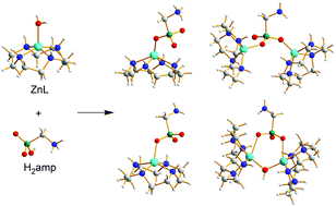 Graphical abstract: Interaction of the Zn(ii)–cyclen complex with aminomethylphosphonic acid: original simultaneous potentiometric and 31P NMR data treatment