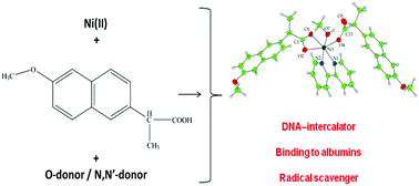 Graphical abstract: Nickel(ii)–naproxen mixed-ligand complexes: synthesis, structure, antioxidant activity and interaction with albumins and calf-thymus DNA
