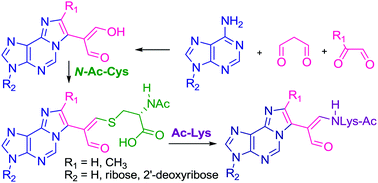 Graphical abstract: Synthesis, structural studies and stability of model cysteine containing DNA–protein cross-links