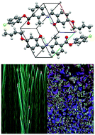 Graphical abstract: Orthogonal smectic and nematic ordering in three-ring polar bent-core molecules with anti-parallel arrangement