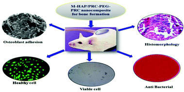 Graphical abstract: Mineral-substituted hydroxyapatite reinforced poly(raffinose-citric acid)–polyethylene glycol nanocomposite enhances osteogenic differentiation and induces ectopic bone formation