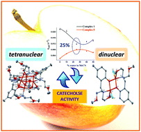 Graphical abstract: Nuclearity dependent solvent contribution to the catechol oxidase activity of novel copper(ii) complexes derived from Mannich-base ligand platforms: synthesis, crystal structure and mechanism