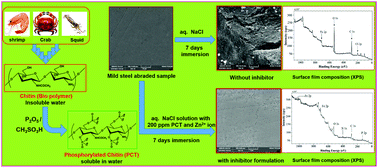 Graphical abstract: Chemically modified biopolymer as an eco-friendly corrosion inhibitor for mild steel in a neutral chloride environment