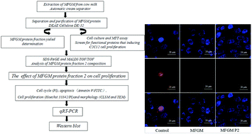 Graphical abstract: Separation and purification of the bovine milk fat globule membrane protein and its effect on improvement of C2C12 mouse skeletal muscle cell proliferation
