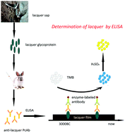 Graphical abstract: Determination of lacquer contained in samples of cultural relics by enzyme-linked immunosorbent assay