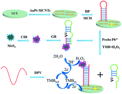 Graphical abstract: A sensitive Pb2+ testing method based on aptamer-functionalized peroxidase-like 3D-flower MoS2 microspheres