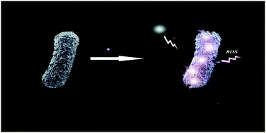 Graphical abstract: A luminescent layered hybrid Ag–Ru/LDH as a photocatalytic antibacterial agent