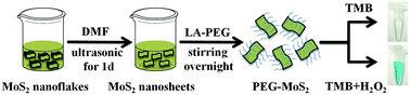 Graphical abstract: PEGylated molybdenum dichalcogenide (PEG-MoS2) nanosheets with enhanced peroxidase-like activity for the colorimetric detection of H2O2