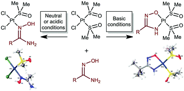 Graphical abstract: Amidoxime platinum(ii) complexes: pH-dependent highly selective generation and cytotoxic activity