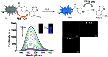 Graphical abstract: A novel two-photon fluorescent probe for hydrogen sulfide in living cells using an acedan–NBD amine dyad based on FRET process with high selectivity and sensitivity