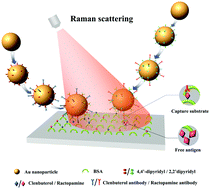 Graphical abstract: Simultaneous detection of clenbuterol and ractopamine based on multiplexed competitive surface enhanced Raman scattering (SERS) immunoassay