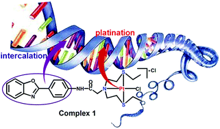 Graphical abstract: Enhanced anti-cancer efficacy to cancer cells by a novel monofunctional mononuclear platinum(ii) complex containing a mixed S,N,S-donor ligand