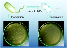 Graphical abstract: Vancomycin-hybrid bimetallic Au/Ag composite nanoparticles: preparation of the nanoparticles and characterization of the antibacterial activity