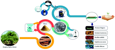 Graphical abstract: Novel superabsorbent membranes made of PVA and Ziziphus spina-christi cellulose for agricultural and horticultural applications