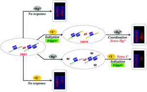 Graphical abstract: A novel iodination-triggered competitive coordination mechanism: indirect detection of Hg2+ and I− using a simple copillar[5]arene-based fluorometric sensor