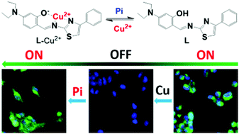 Graphical abstract: Selective detection of inorganic phosphates in live cells based on a responsive fluorescence probe