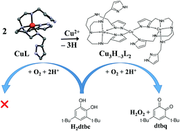 Graphical abstract: Control of structure, stability and catechol oxidase activity of copper(ii) complexes by the denticity of tripodal platforms