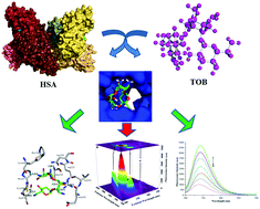 Graphical abstract: Molecular mechanism of tobramycin with human serum albumin for probing binding interactions: multi-spectroscopic and computational approaches