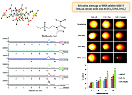 Graphical abstract: γ radiation-induced damage of nucleic acid bases, calf thymus DNA and DNA within MCF-7 breast cancer cells by [Cu2(OAc)4(tnz)2]: a potential radiosensitizer