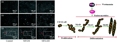 Graphical abstract: MFG-E8 protein promotes C2C12 myogenic differentiation by enhancing PI3K/Akt signaling