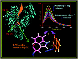 Graphical abstract: Interaction of serum albumins with fluorescent ligand 4-azido coumarin: spectroscopic analysis and molecular docking studies