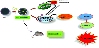 Graphical abstract: Bioformulation of silver nanoparticles as berberine carrier cum anticancer agent against breast cancer