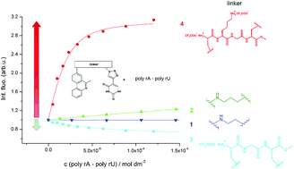 Graphical abstract: Impact of linker between triazolyluracil and phenanthridine on recognition of DNA and RNA. Recognition of uracil-containing RNA