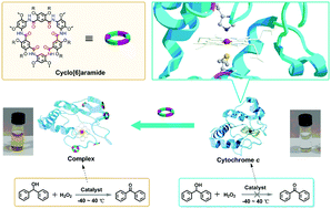 Graphical abstract: The cytochrome c–cyclo[6]aramide complex as a supramolecular catalyst in methanol